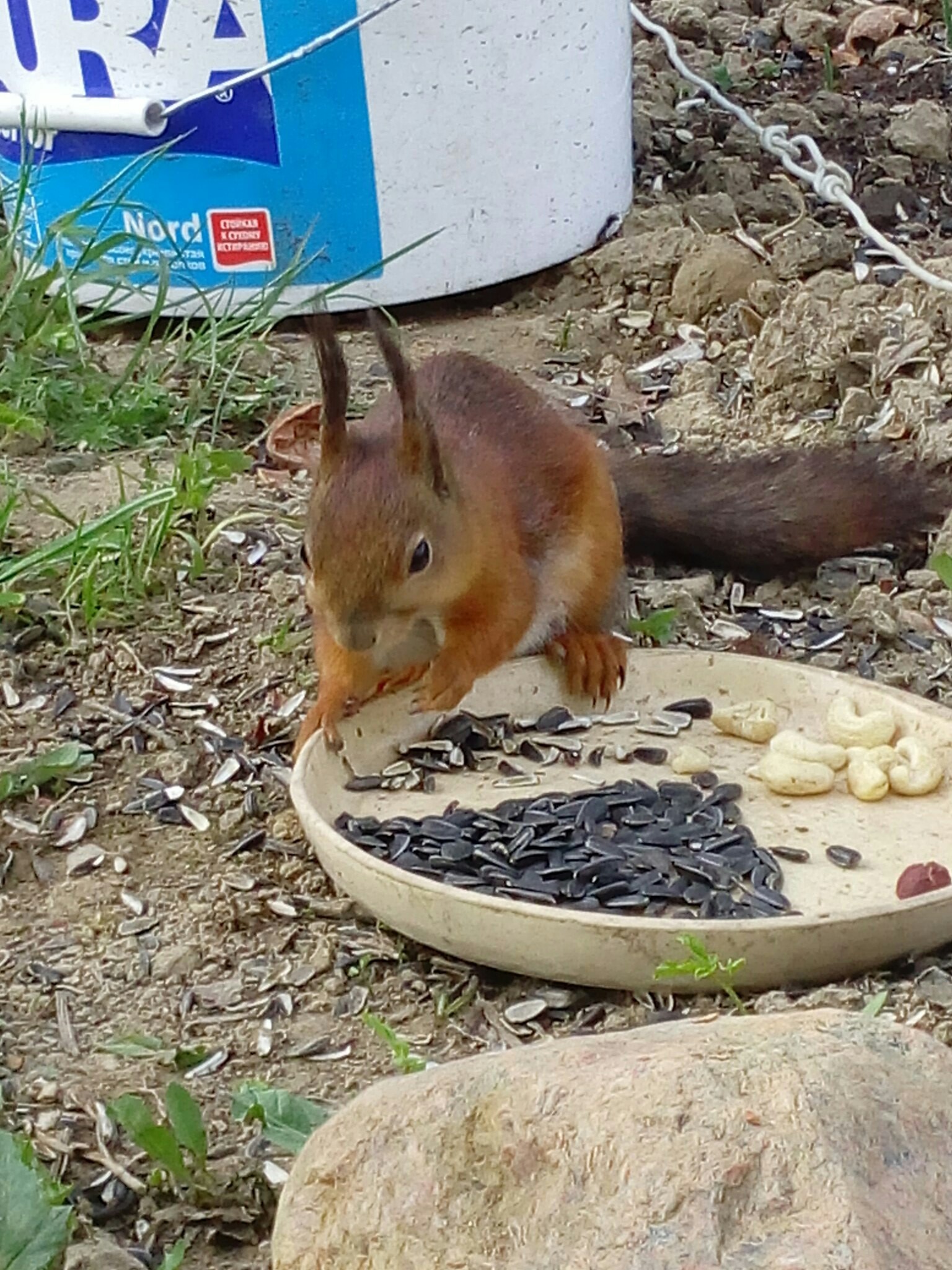 Every day at the same time, a squirrel comes to my mother. - My, Squirrel, Nature, forest dwellers, Fluffy, Longpost