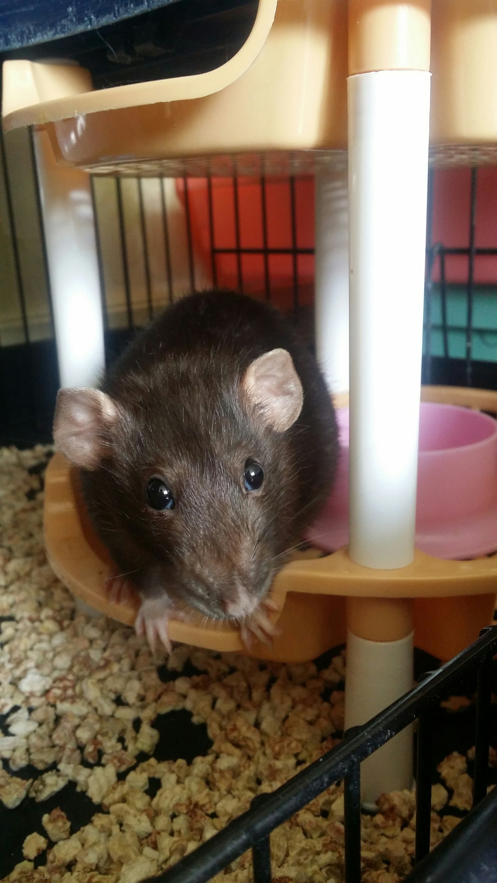 Here are some more rats - My, Rat, Decorative rats, Pet, , Longpost, Pets