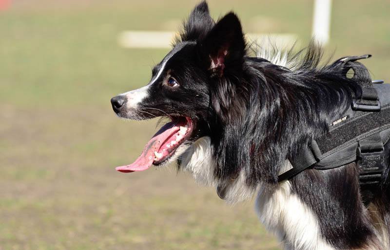 It's all a Border Collie! - My, Border Collie, Dog, , , Longpost