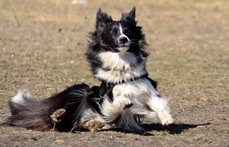 It's all a Border Collie! - My, Border Collie, Dog, , , Longpost