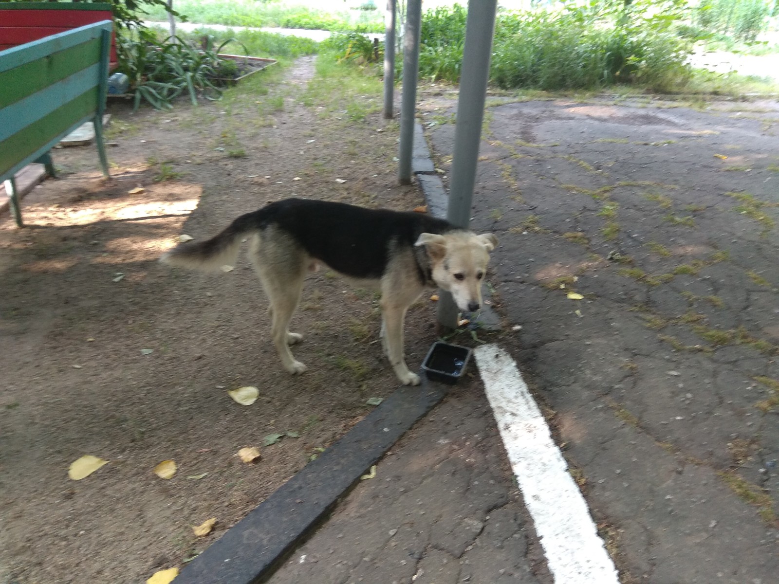 Peekaboo, help me find the owner - Krasnodar, Dog, Longpost, Help, Found a dog, No rating, Helping animals