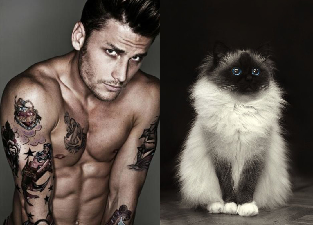 MEN LIKE CATS - Men, Guys, cat, Girls, Pumped up, Torso, Muscle, Playgirl, Longpost