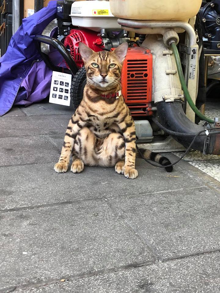 atmospheric - cat, Sits on his butt, Sight, Atmospheric