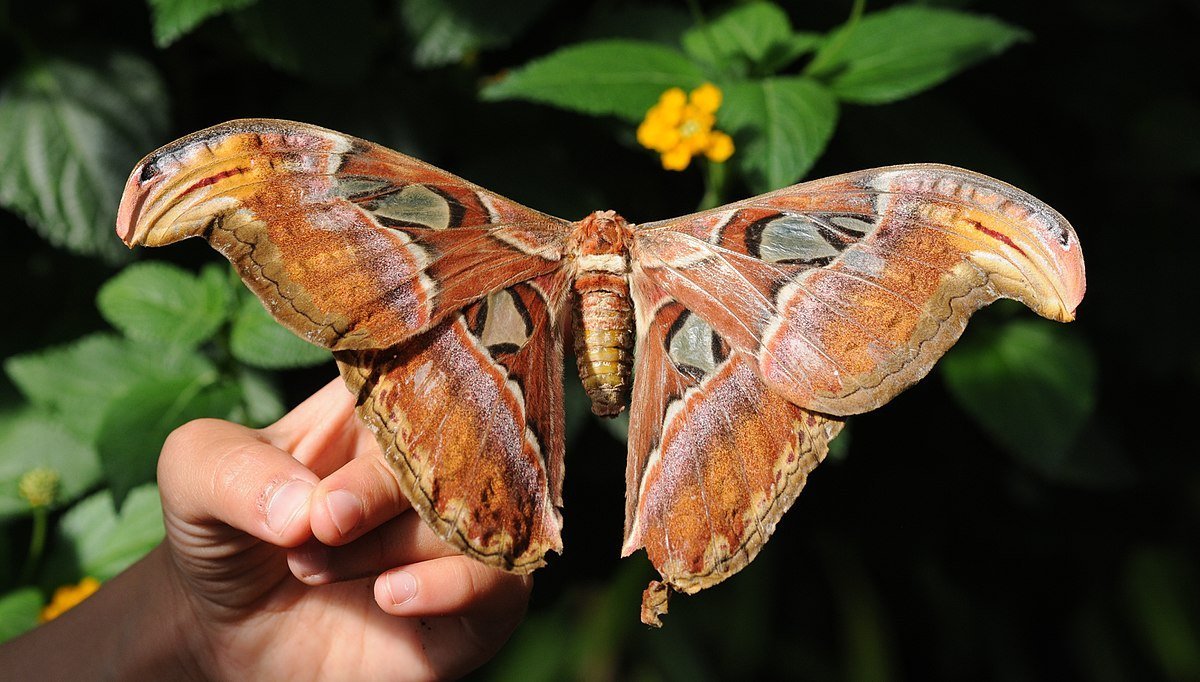 10 интересных фактов о бабочках. | Пикабу
