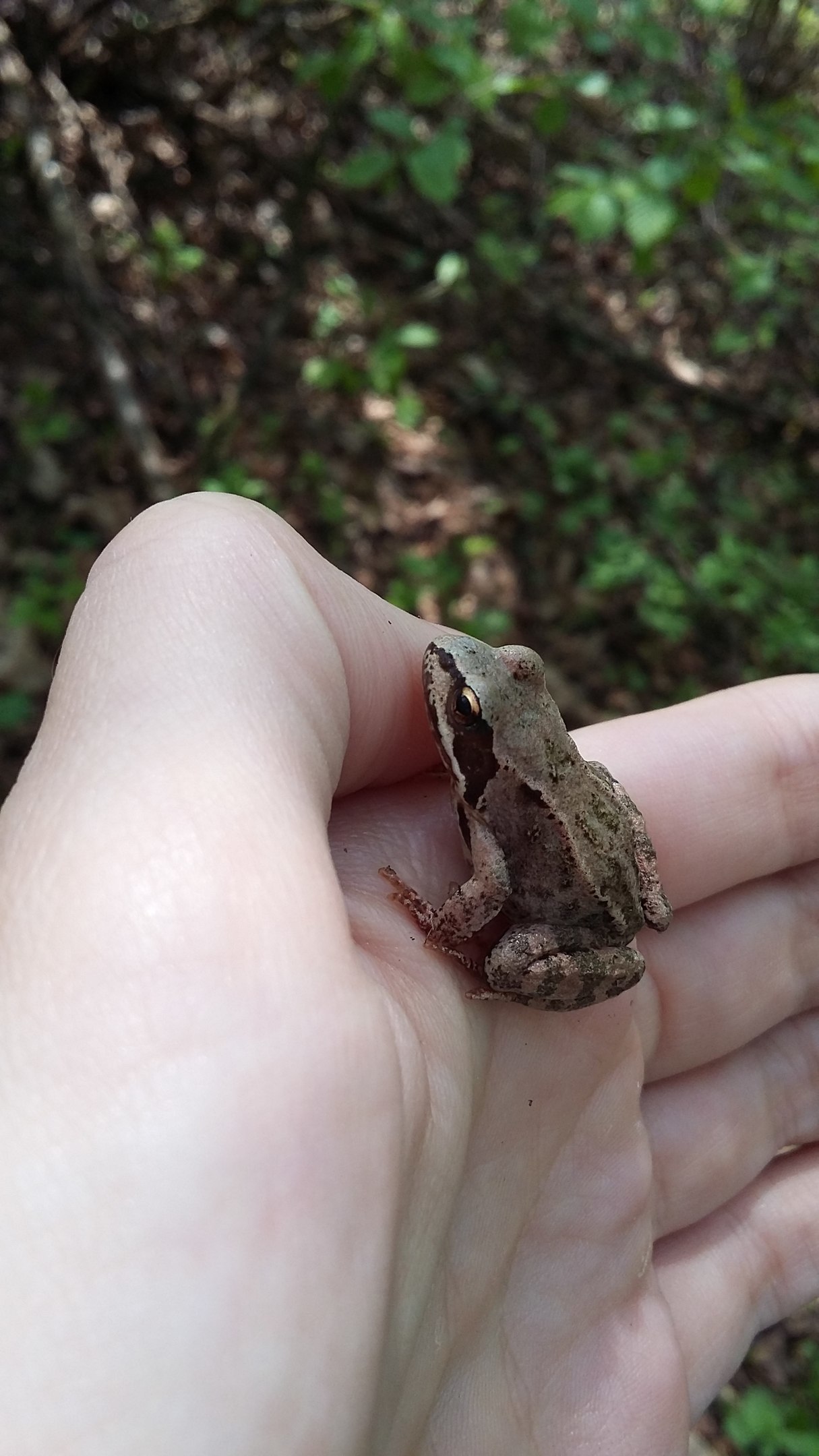 First pets. - My, Childhood, Zakidons, Humor, Frogs, Cockroaches, Neighbours, Разборки, Milota, Longpost