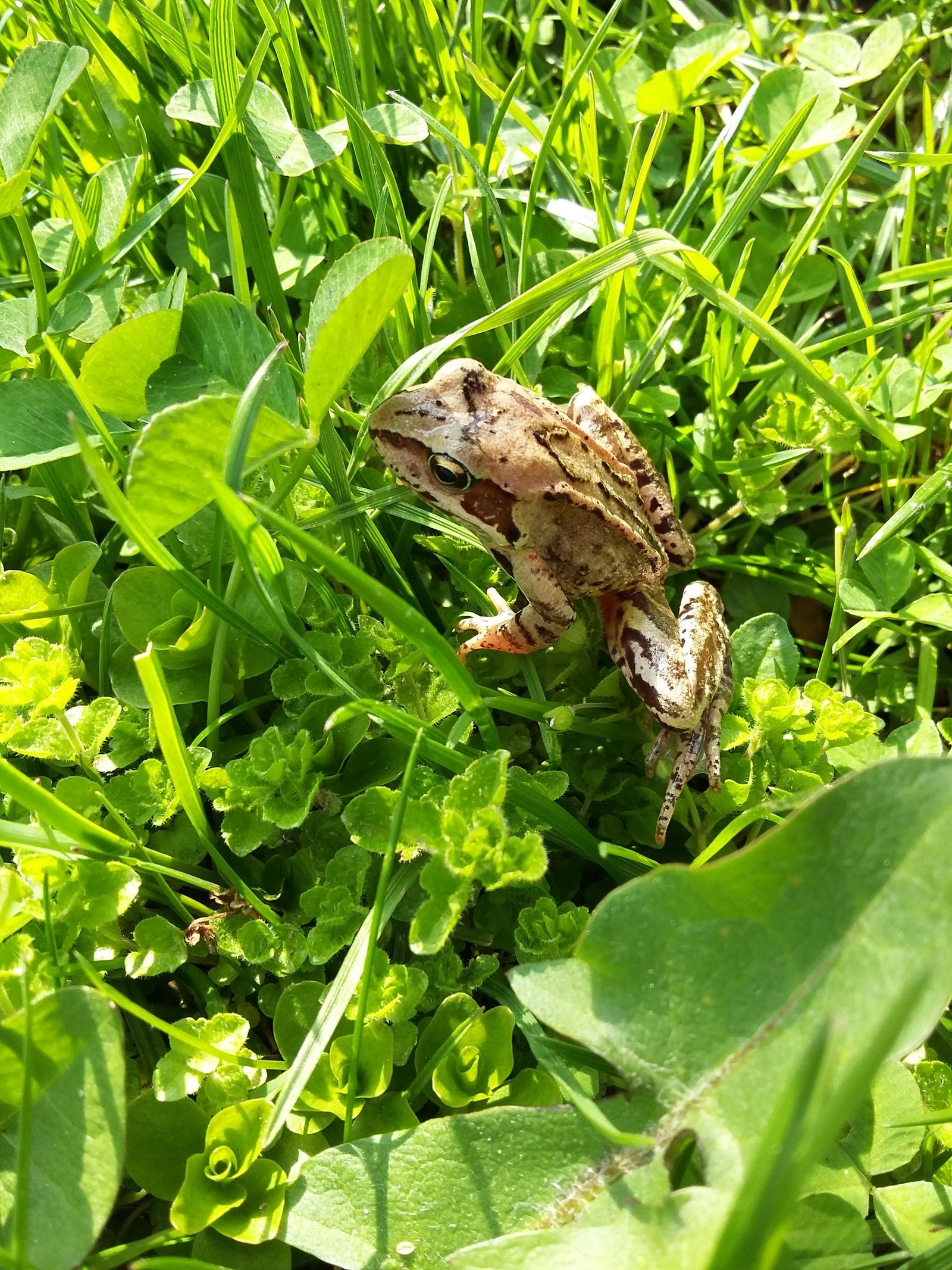 First pets. - My, Childhood, Zakidons, Humor, Frogs, Cockroaches, Neighbours, Разборки, Milota, Longpost