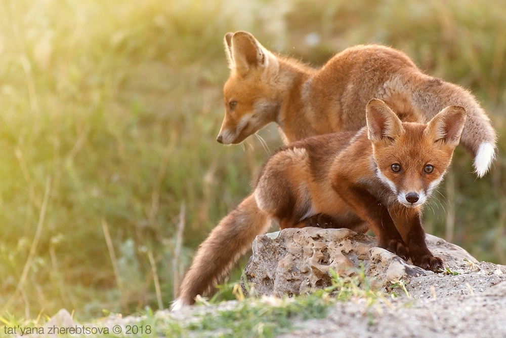 Crimean foxes =) - Fox, Crimea, Longpost, The photo, Animals, Fox cubs