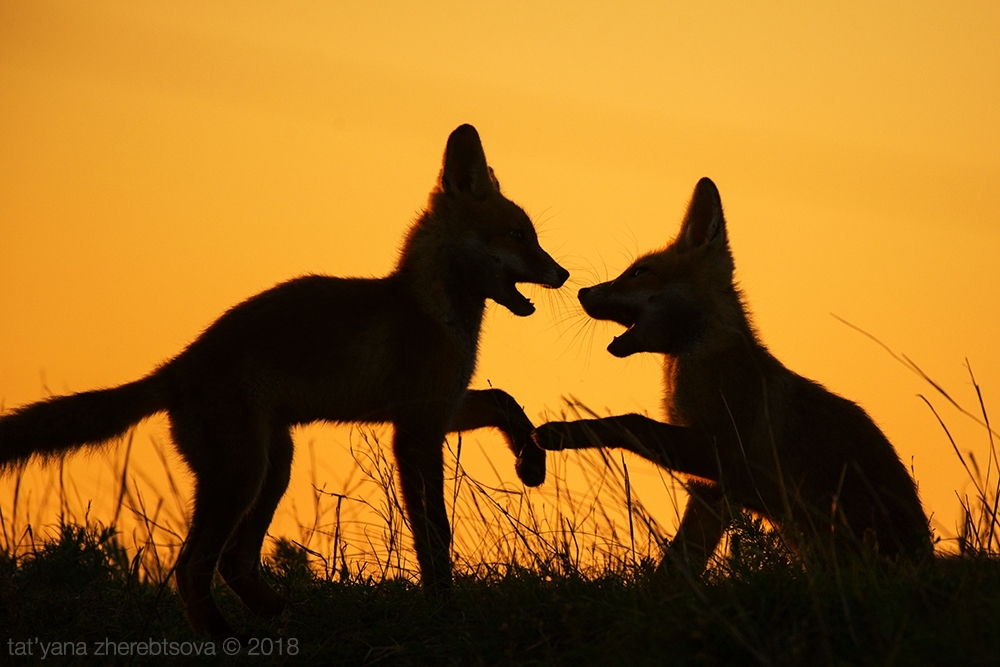 Crimean foxes =) - Fox, Crimea, Longpost, The photo, Animals, Fox cubs