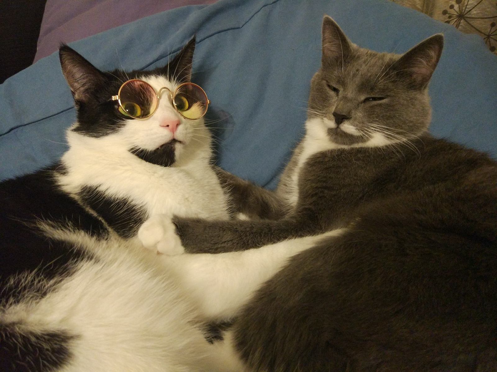 The problem of two cats in the family ... - My, cat, Glasses