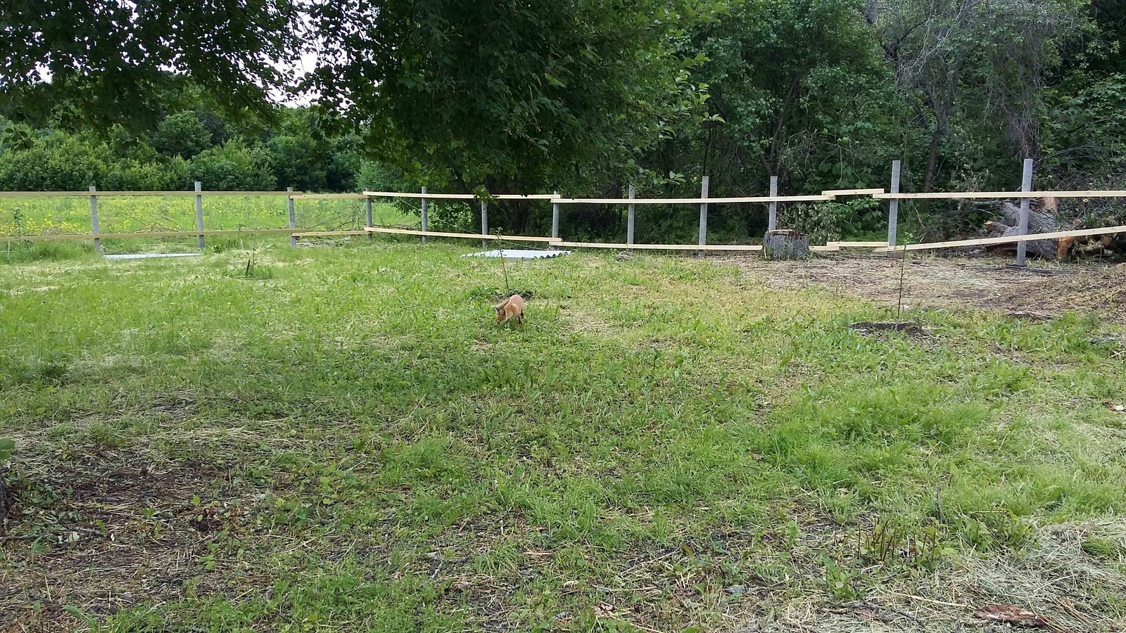 DIY fence - My, With your own hands, Fence, Fencing, Longpost