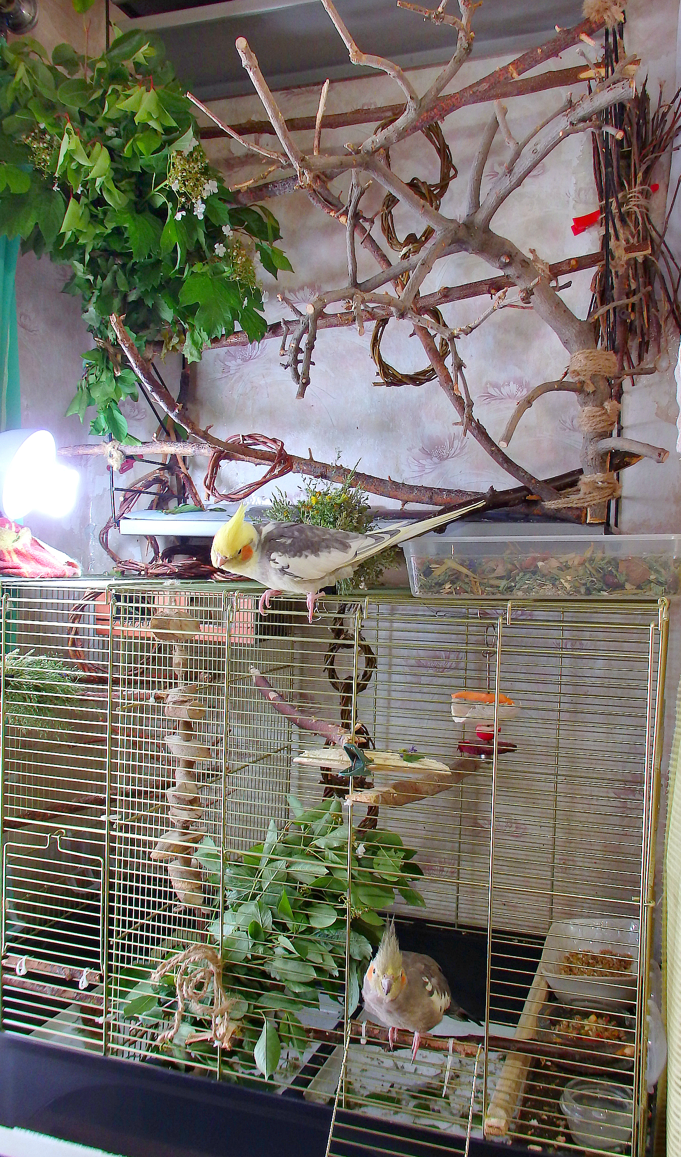 How do my parrots live. - My, Birds, A parrot, Corella, , Longpost