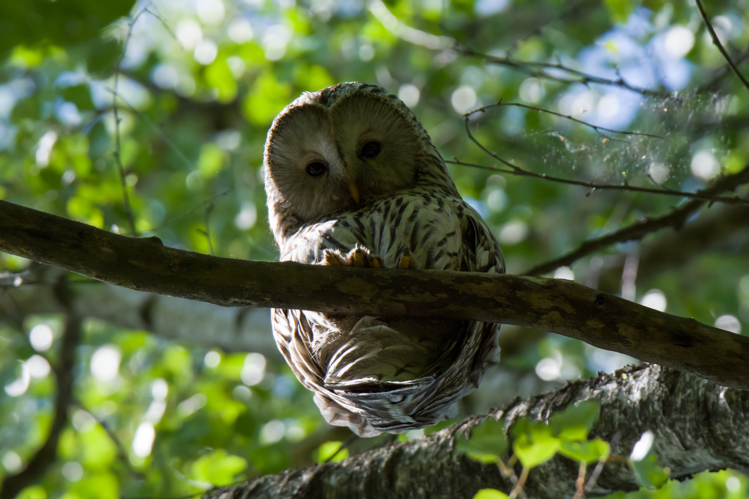 Long-tailed owl - My, Birds, Owl, Predator birds, Long-tailed owl, Tawny owl, Leningrad region, The photo, Longpost