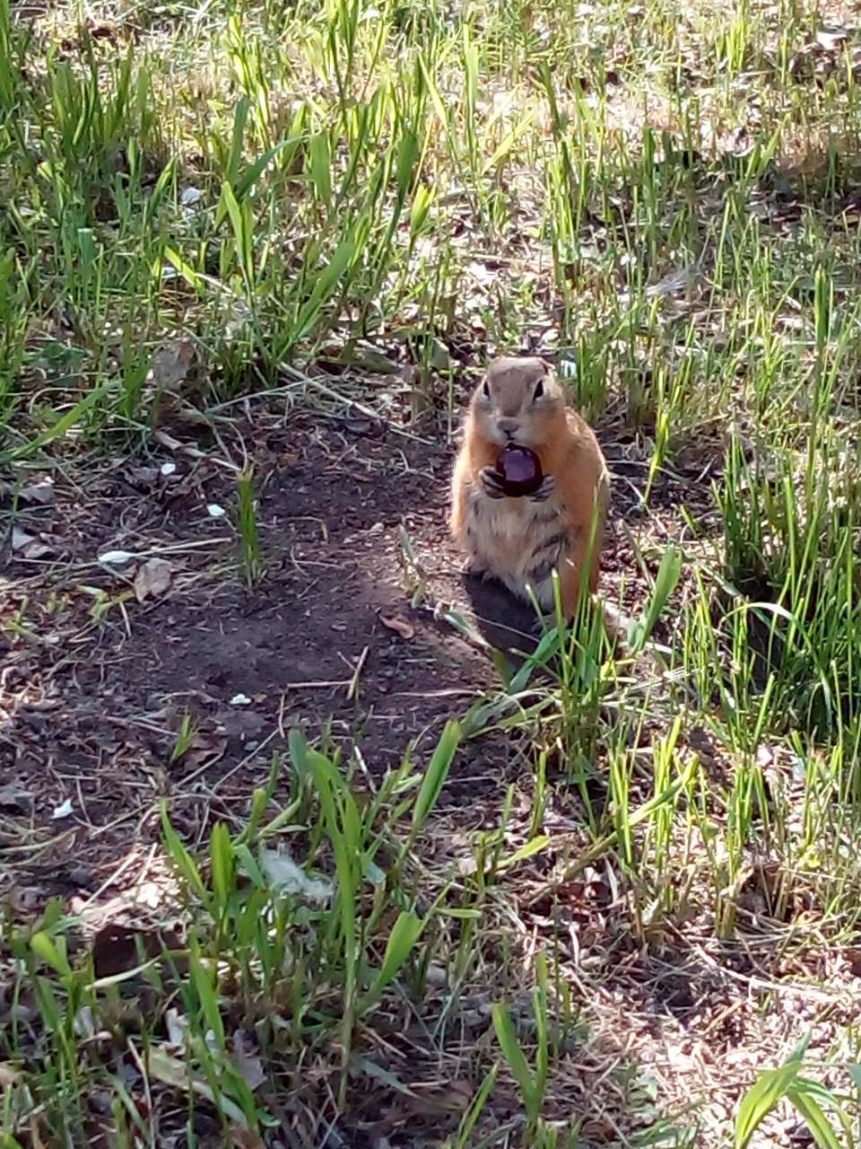 Gopher eats a cherry - My, Summer, Cherries, Gopher