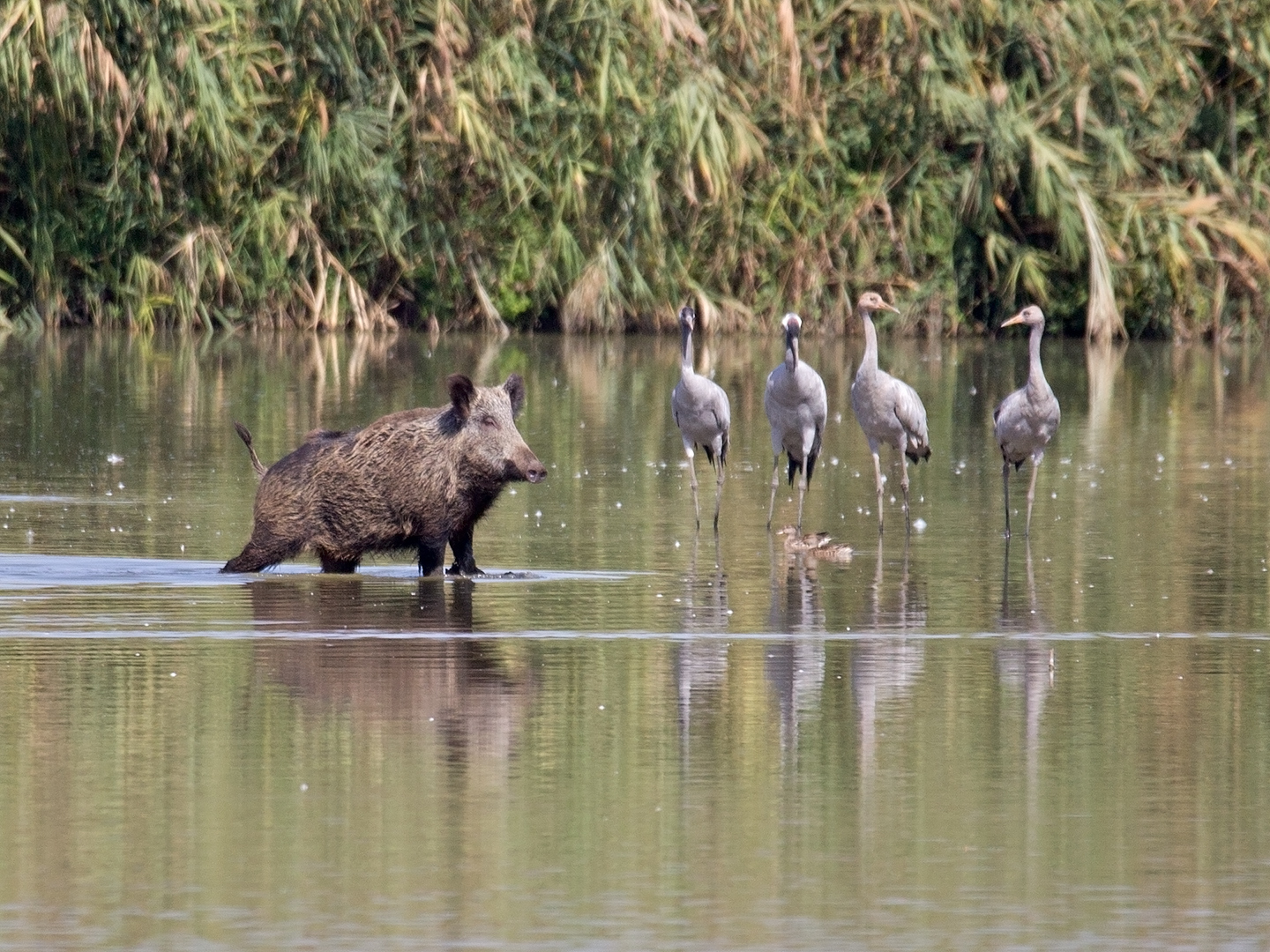 Cranes and lead - My, The photo, Cranes, Boar