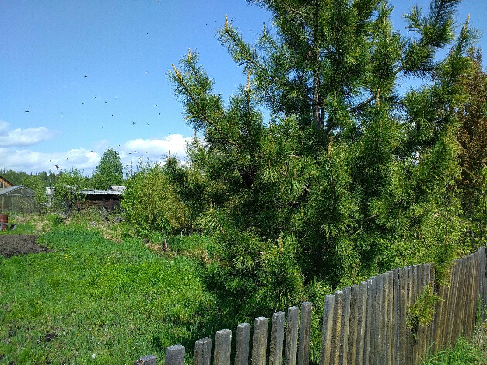 Strange cones on cedar - My, Wrong bees, Dacha, Cedar, Pine nuts, Hive, Video, Longpost