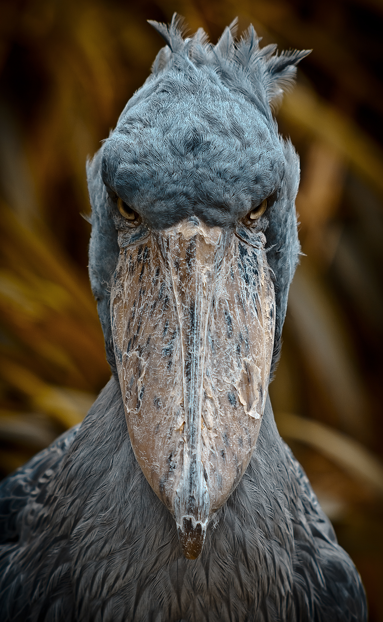 Kitoglav. - My, The photo, Birds, Shoebill, Canon, Canon 5DM2