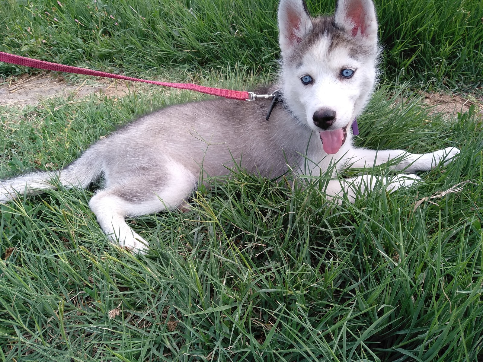 Husky puppy - Husky, Siberian Husky, Dog, Animals, The photo