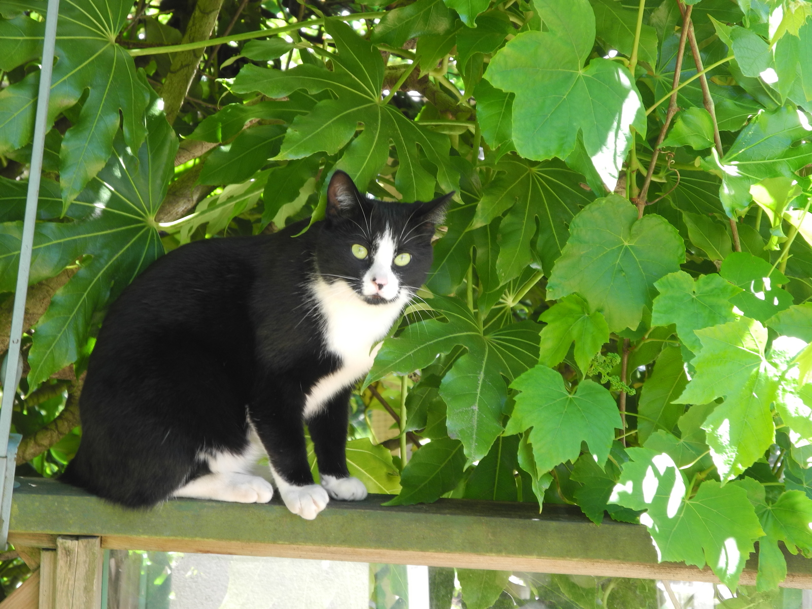 Green grapes - My, cat, Catomafia, Grape, Eyes