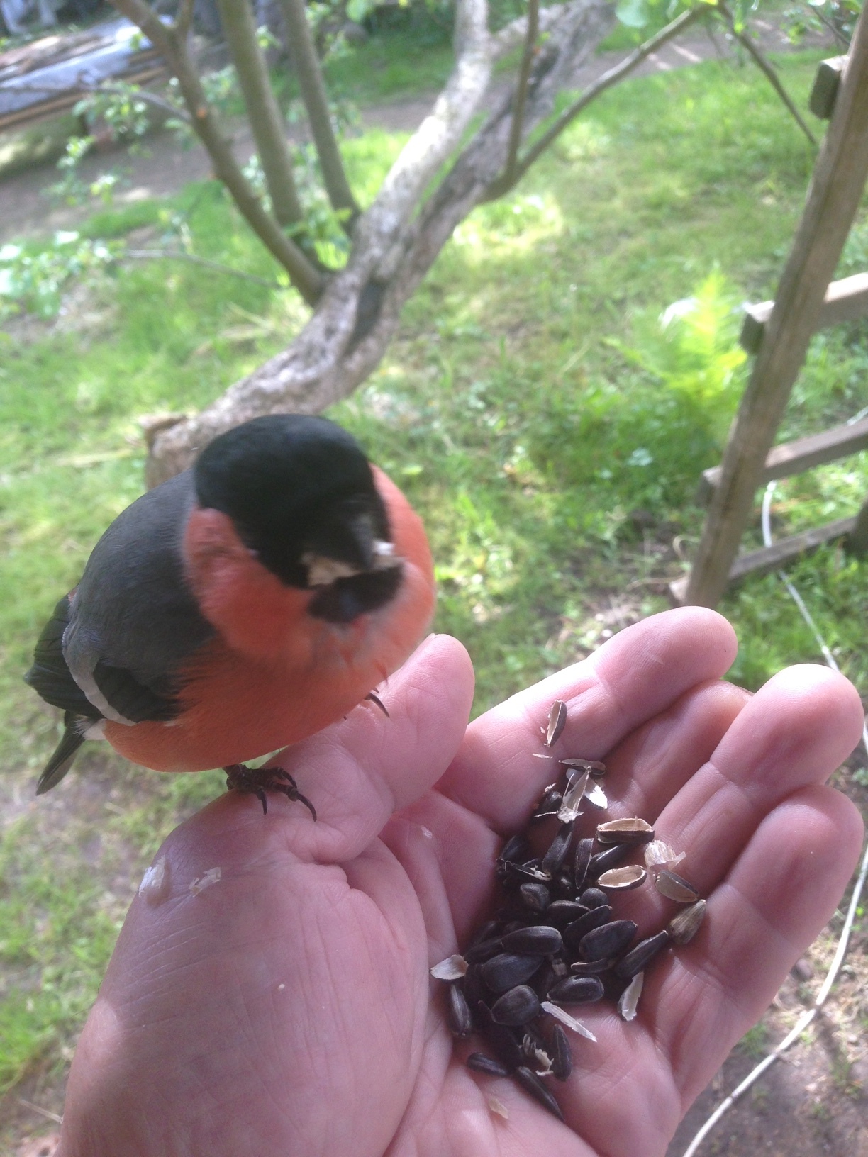 Hand bullfinch - My, Bullfinches, Seeds, 