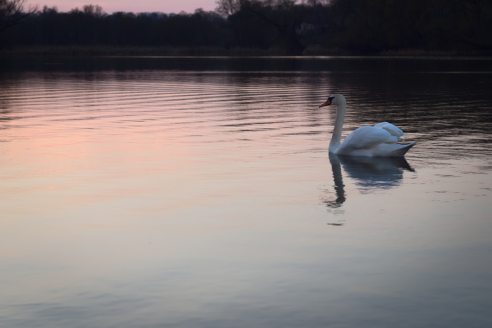 History of a pair of swans - My, , The photo, Death, Longpost, Swans