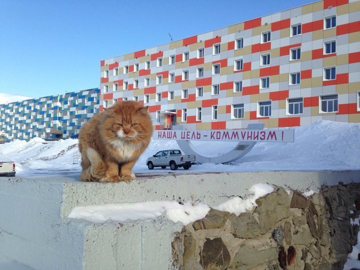 По документам он - песец. - Кот, Песец, Шпицберген