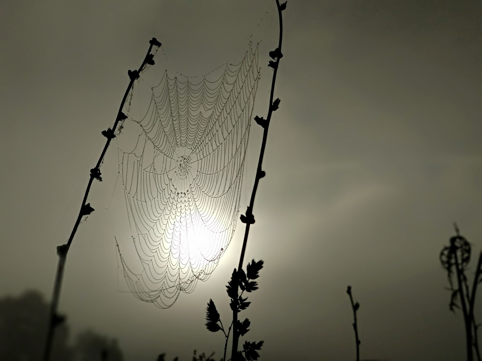 Effort spider post) - My, Web, dawn, Nature, The photo