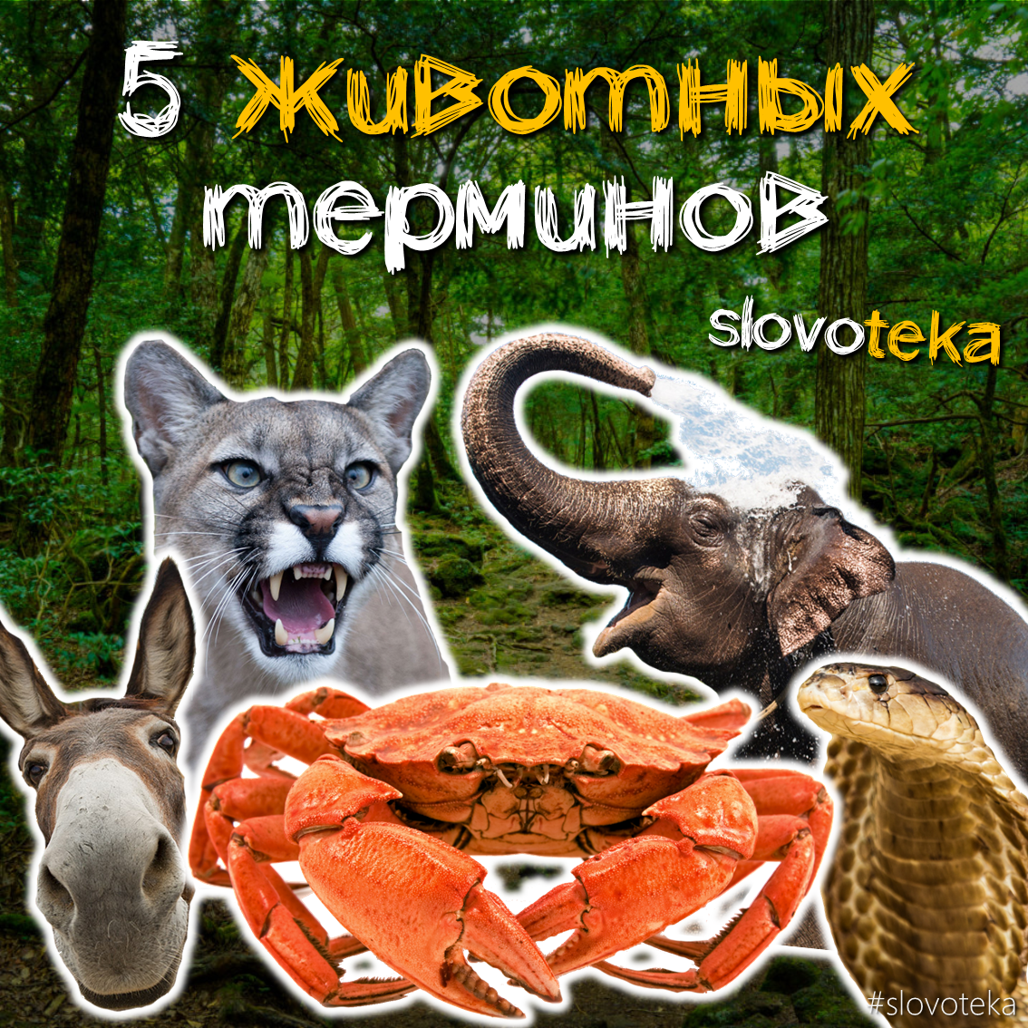 5 animal terms - Slovoteka, Word, The words, Dictionary, Animals, Longpost