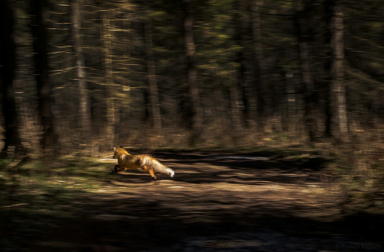 Chase - My, Permian, Nature, The photo, The national geographic, Russia, Ural, Story, Fox