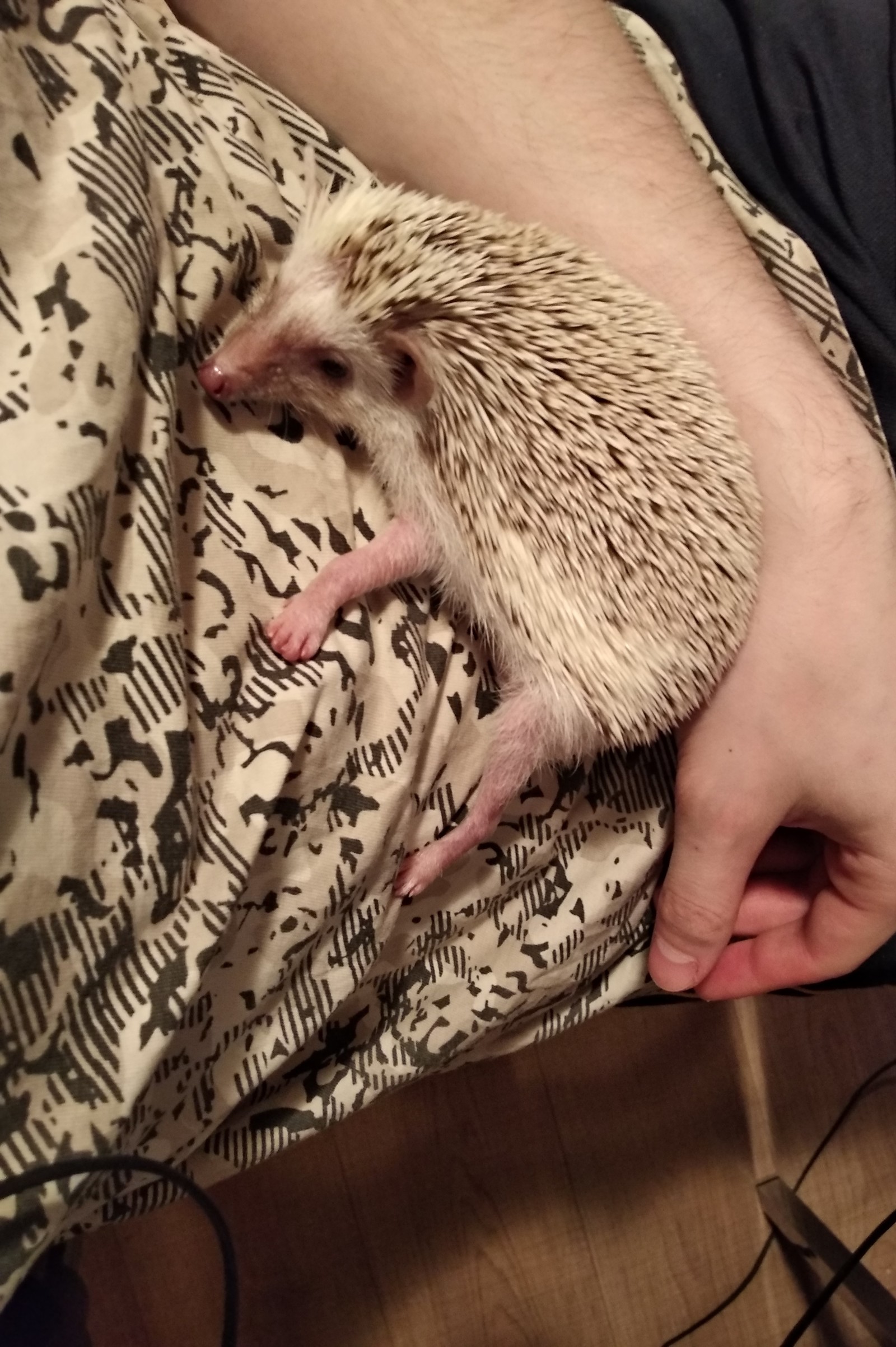 Just a hedgehog - My, African pygmy hedgehog, Pets, Longpost