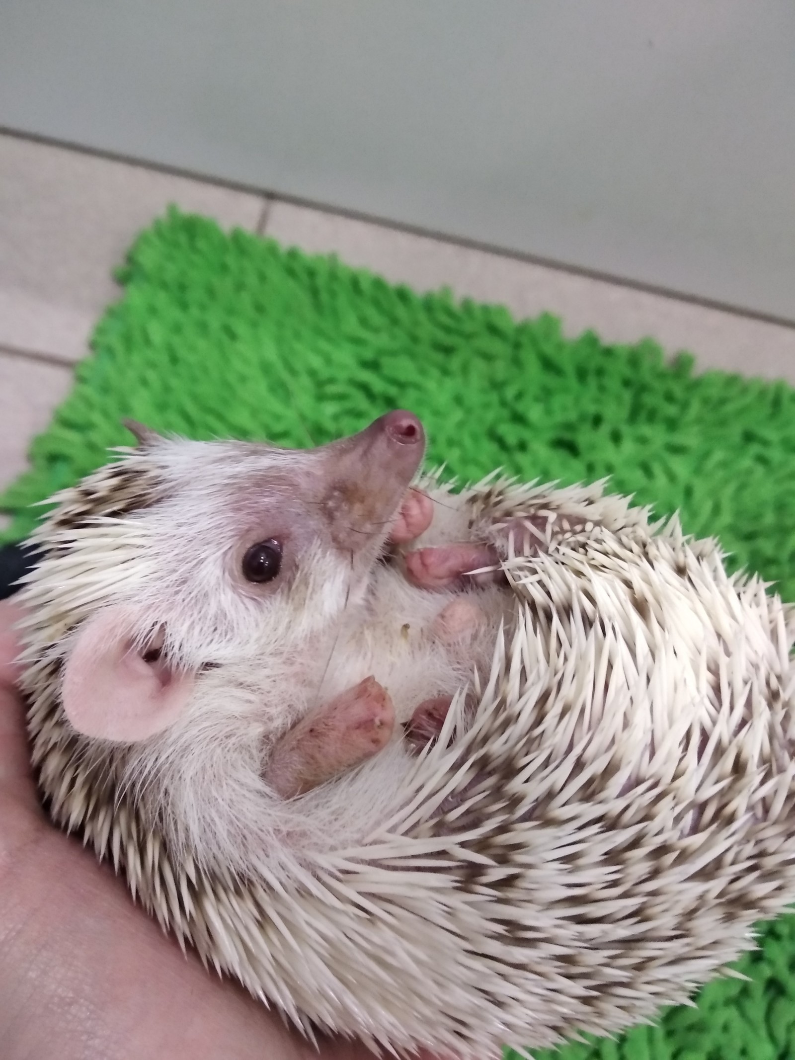 Just a hedgehog - My, African pygmy hedgehog, Pets, Longpost