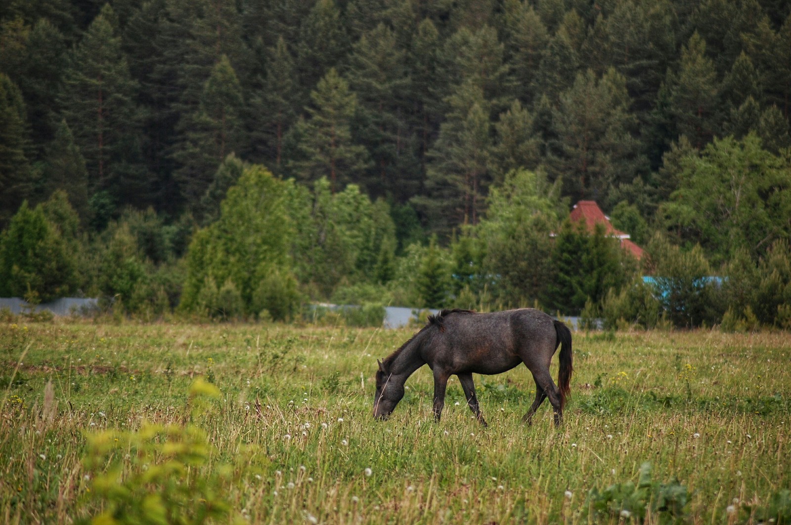 Horses - My, The photo, Animals, Horses, Longpost