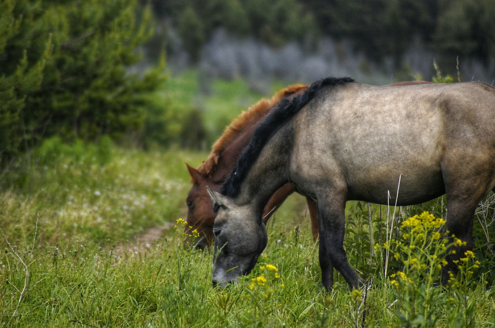 Horses - My, The photo, Animals, Horses, Longpost