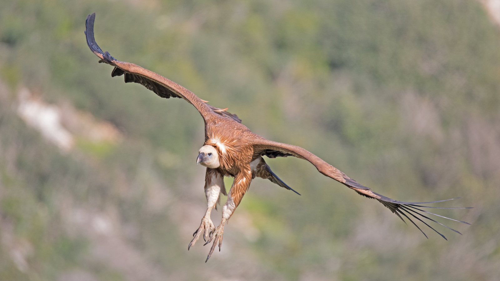 vulture - My, Birds, The photo, Predator birds, 