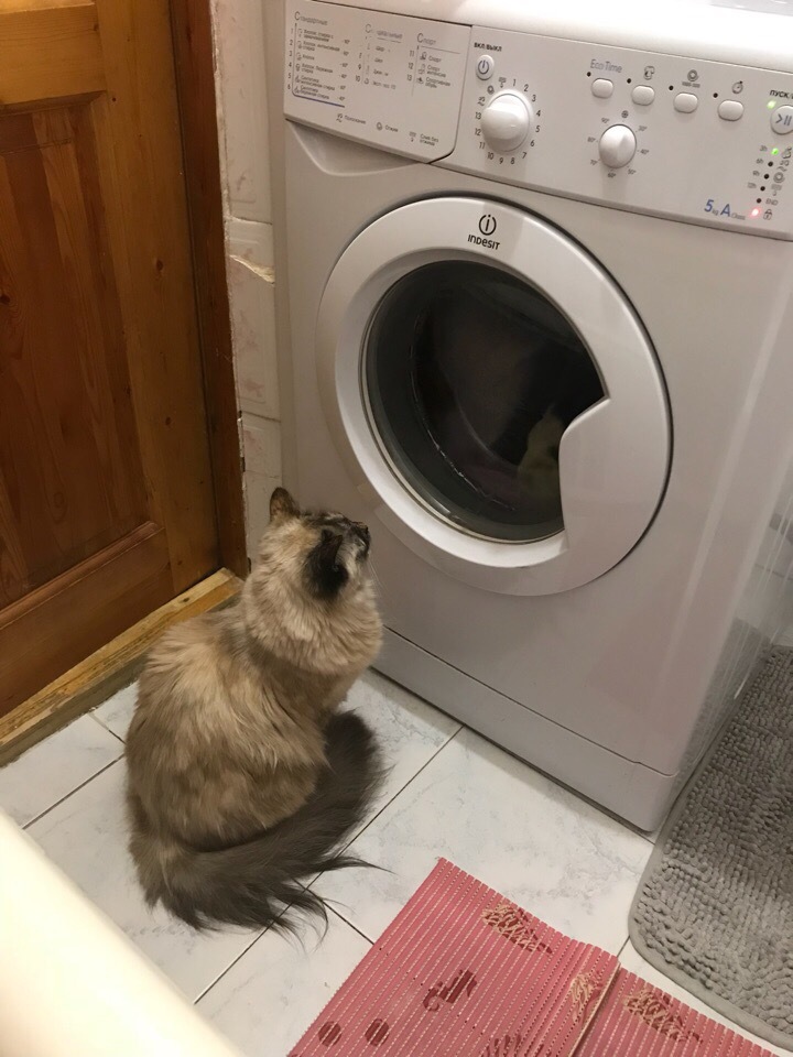 Dreams Come True - My, cat, Bath, Washing machine, Longpost