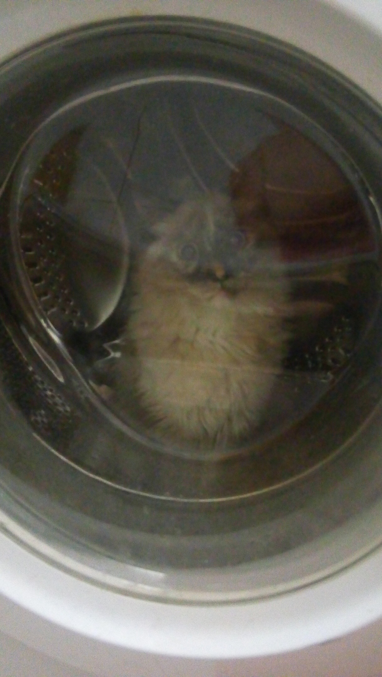 Dreams Come True - My, cat, Bath, Washing machine, Longpost