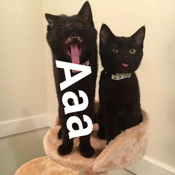 Screaming animals for every day - cat, Animals, Memes, Aaa, Longpost