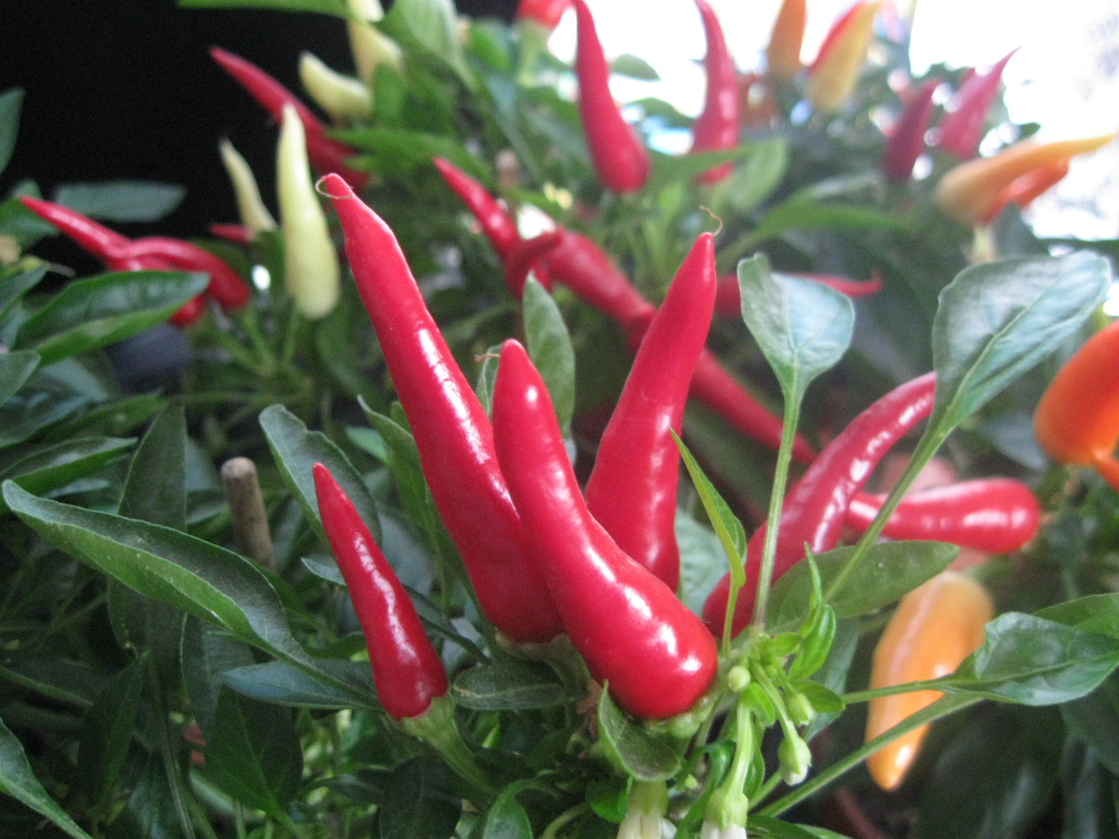 If there is no garden, but you want to grow something. - My, Hot peppers, Vegetable garden on the windowsill, Longpost