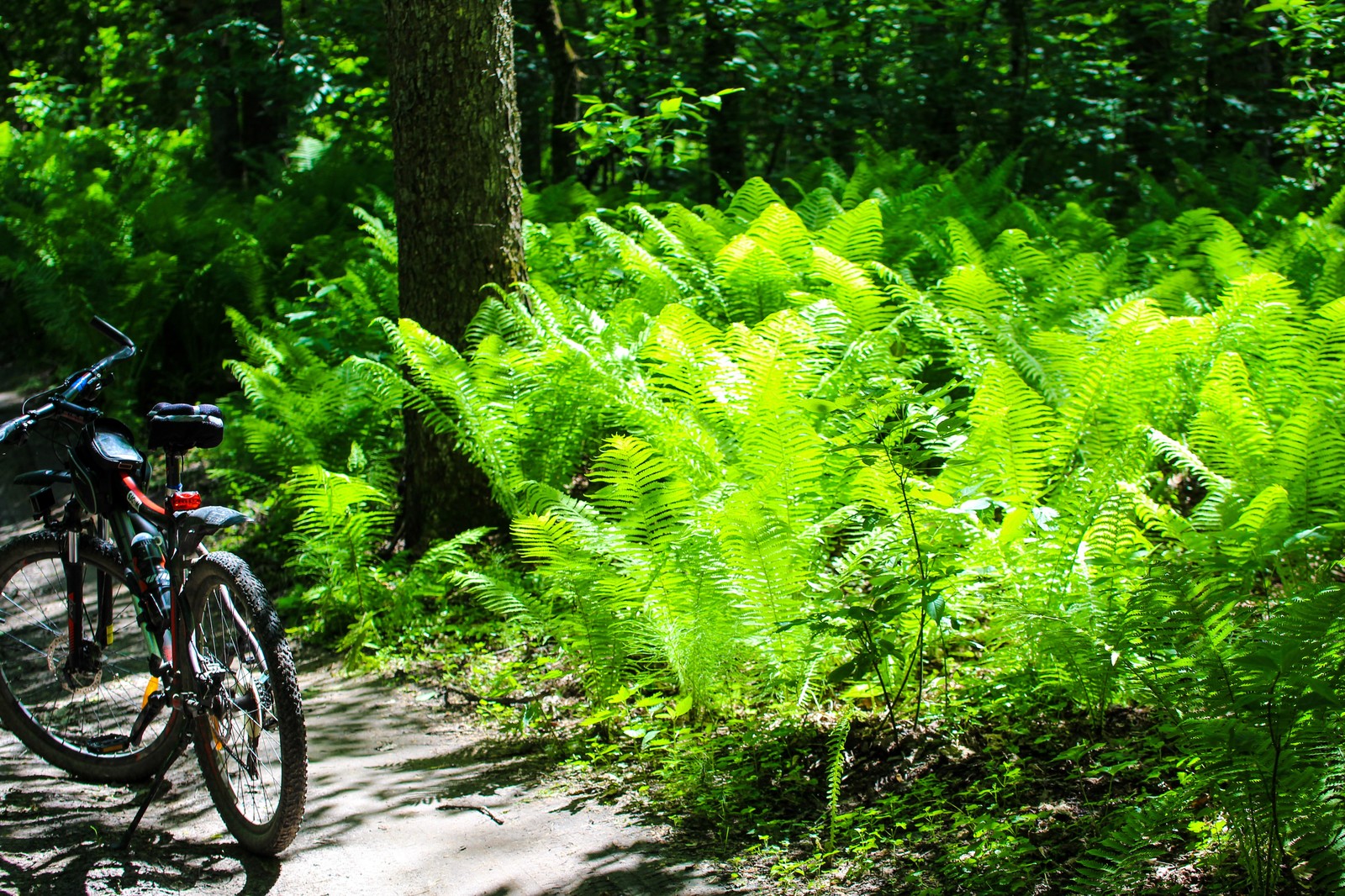 Photo bike ride - My, Longpost, Dzerzhinsk, The photo, Nature, Huawei mate 9, Canon 1300d, Bike ride