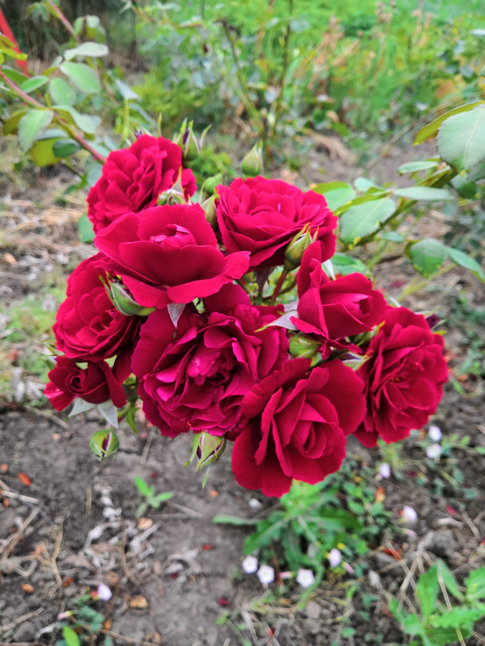 Rest for the eyes after Monday - My, The photo, Flowers, Currant, cat, the Rose, Lily, No filters, Longpost