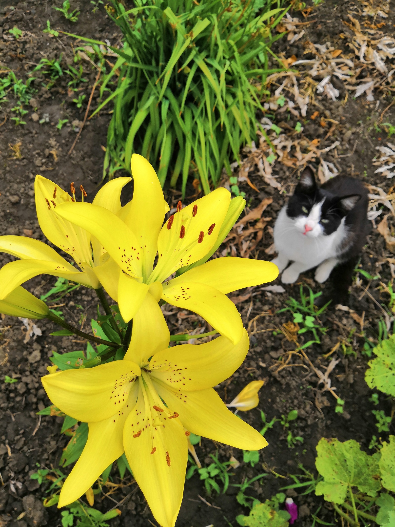 Rest for the eyes after Monday - My, The photo, Flowers, Currant, cat, the Rose, Lily, No filters, Longpost