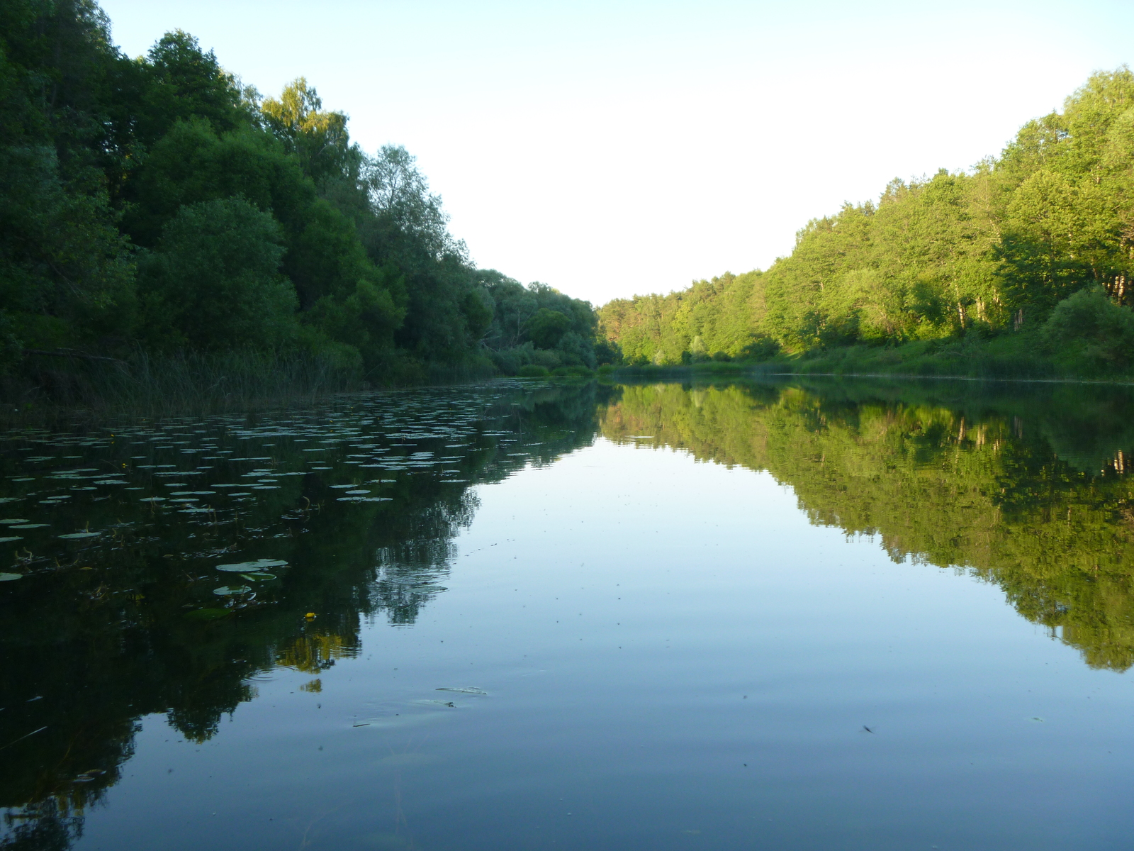 June on the river - My, Fishing, River, Relaxation, Video, Longpost, A fish, Carp