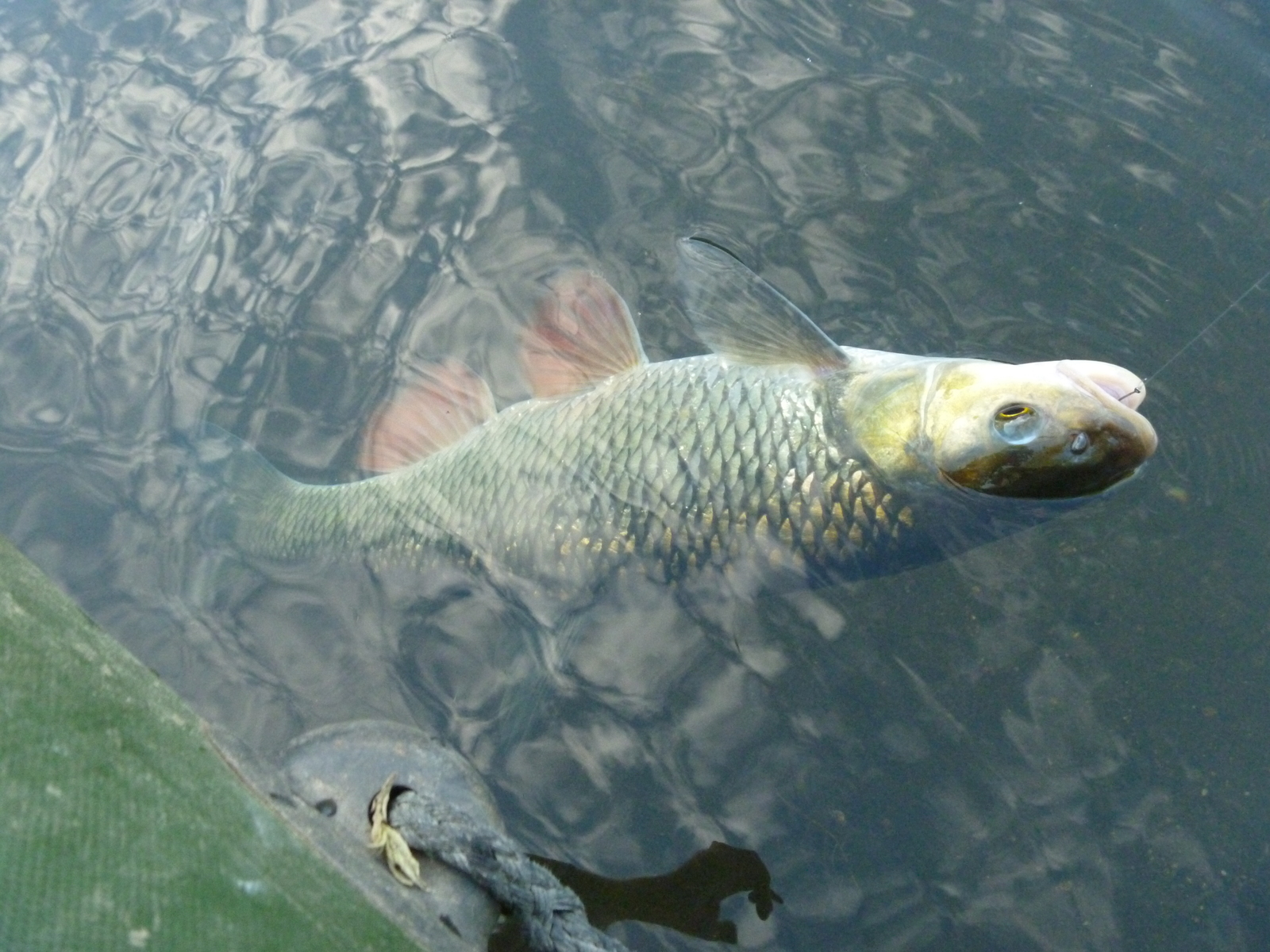 June on the river - My, Fishing, River, Relaxation, Video, Longpost, A fish, Carp