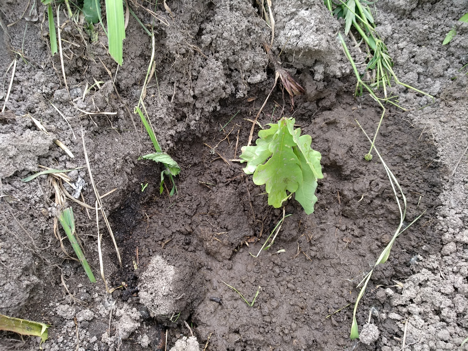 My planted oaks - My, Oak, , Oaks, Longpost