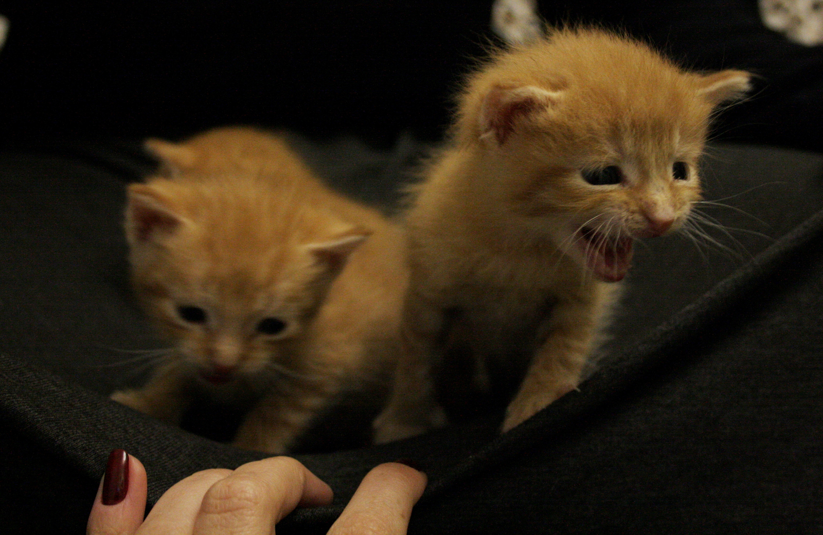 Three red suns! - My, cat, Kittens, , Redheads, Longpost