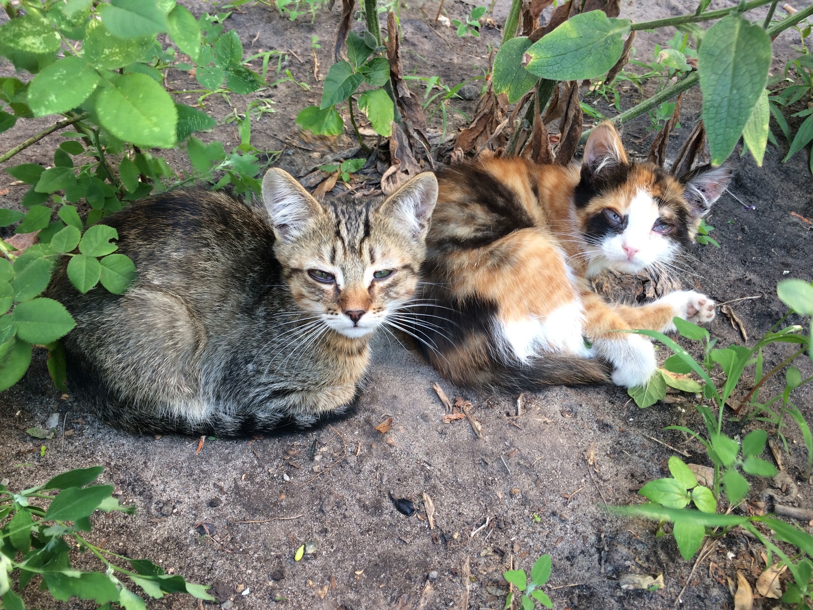 Kyiv. Who wants a cat?) - My, cat, Help, Kiev, Kittens, Helping animals, In good hands, First post, No rating