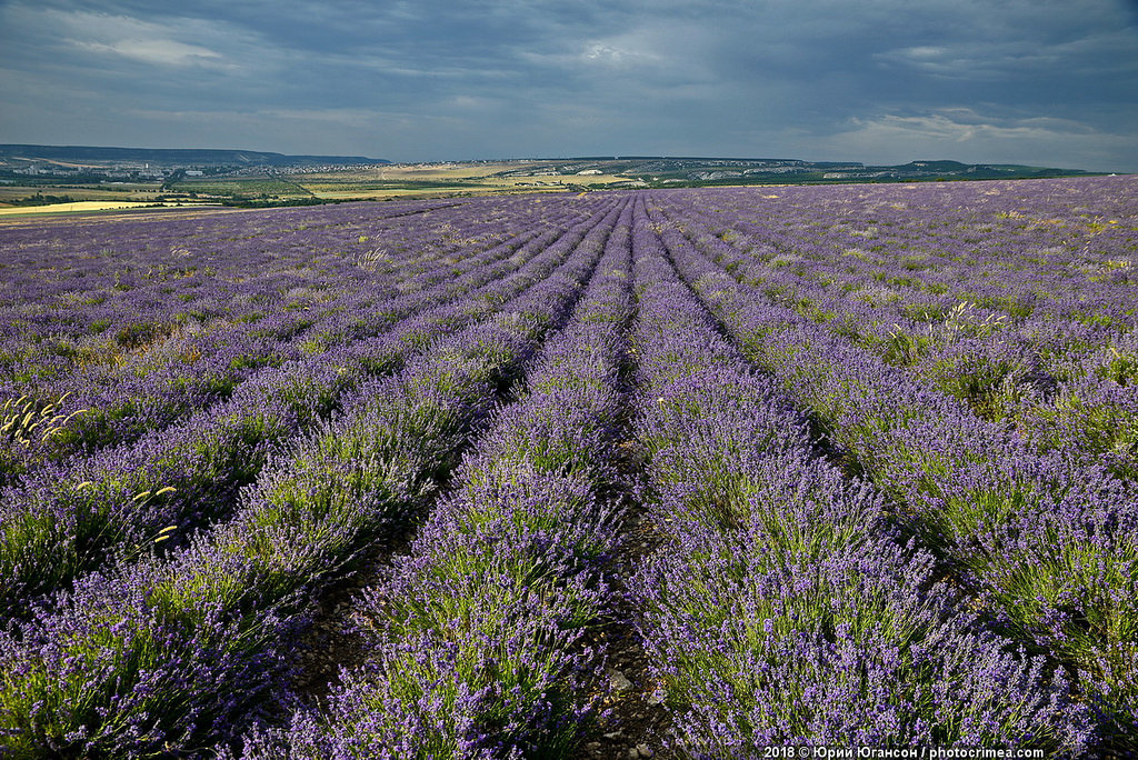 Crimea, lavender and sunset - Crimea, Lavender, , Longpost