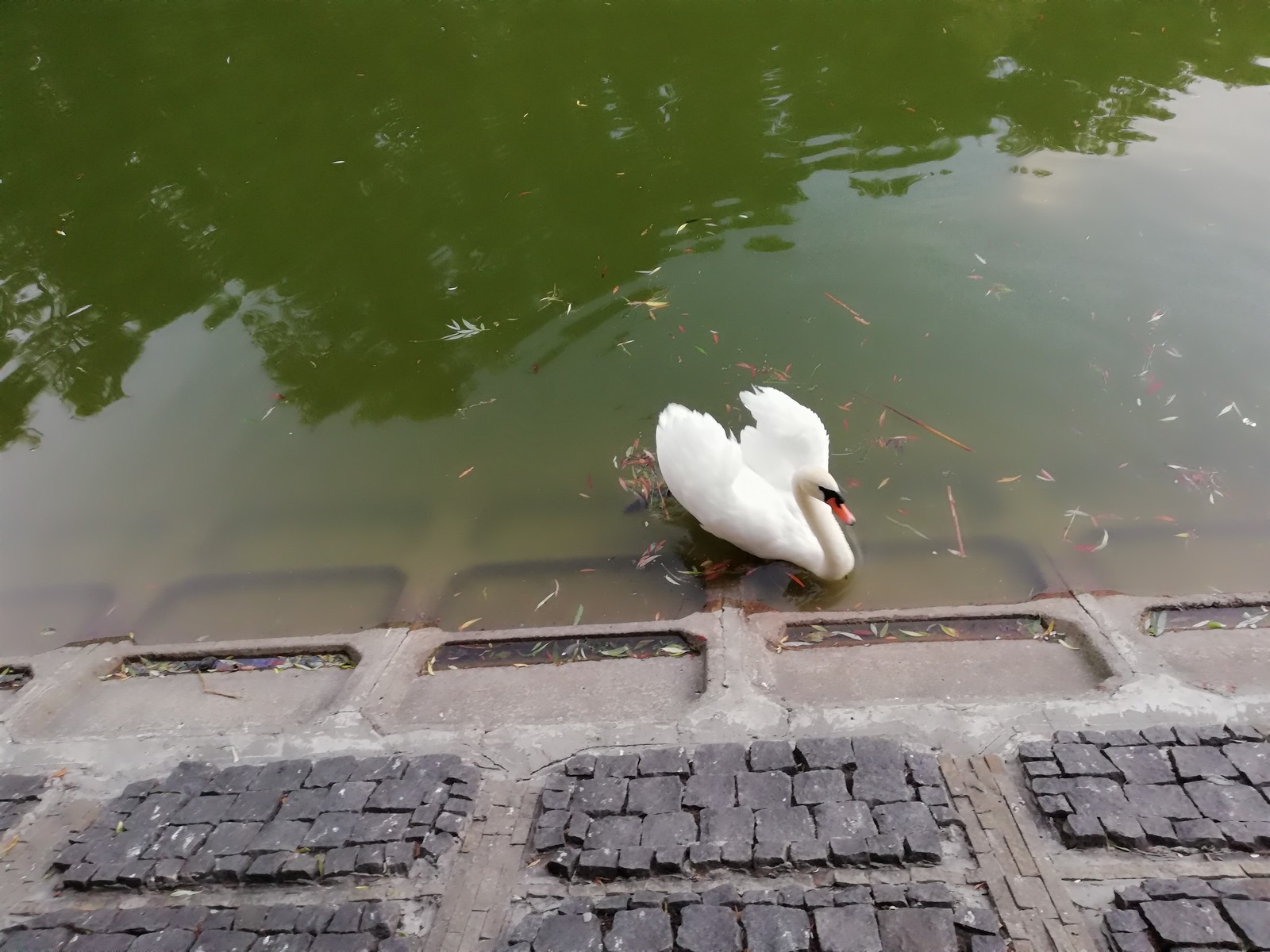 I live in a beautiful city with swans) - My, Swans, Native city, beauty, Longpost