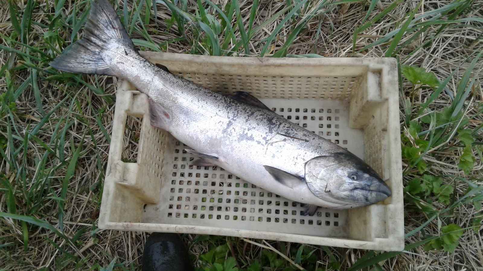 Opened the season. - My, Fishing, Sockeye salmon, Caviar, Open season, Longpost, A fish