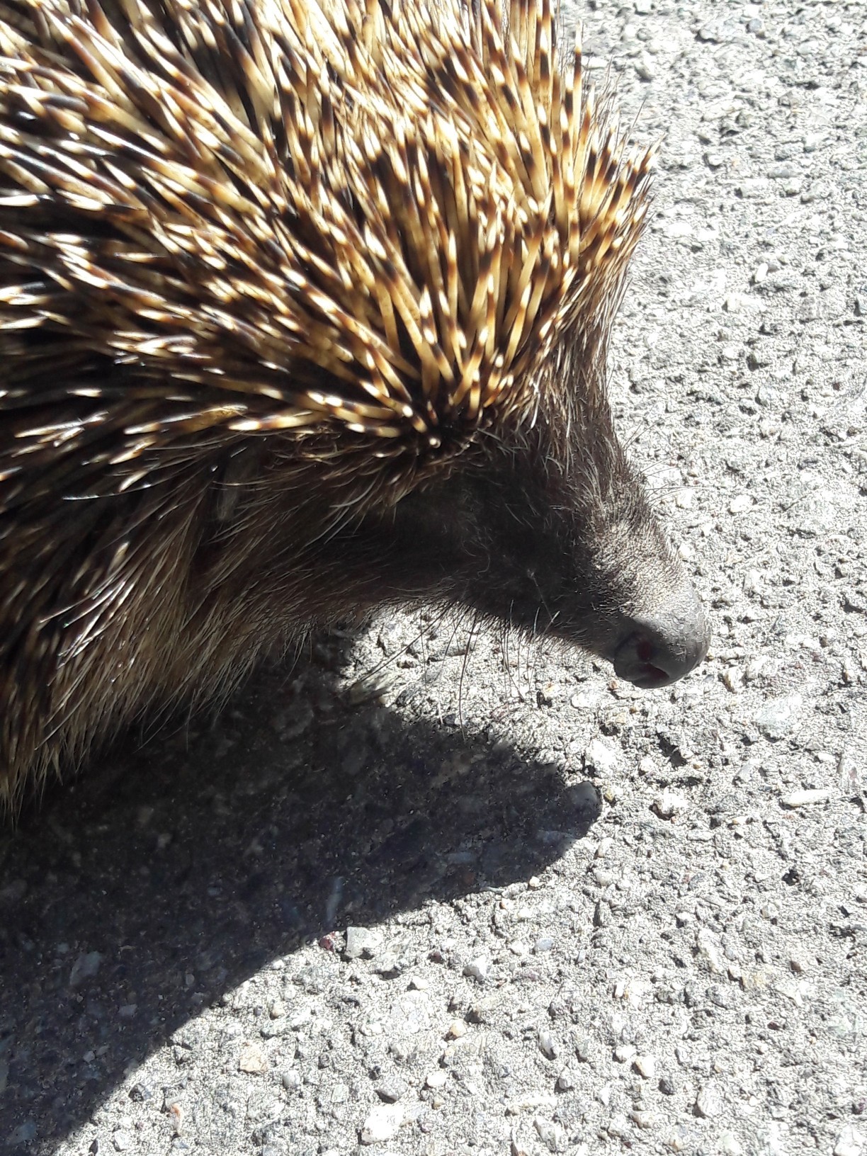 Photo collection of an electrician))) - My, Electricity, Hedgehog, Rukozhop, Электрик, Longpost