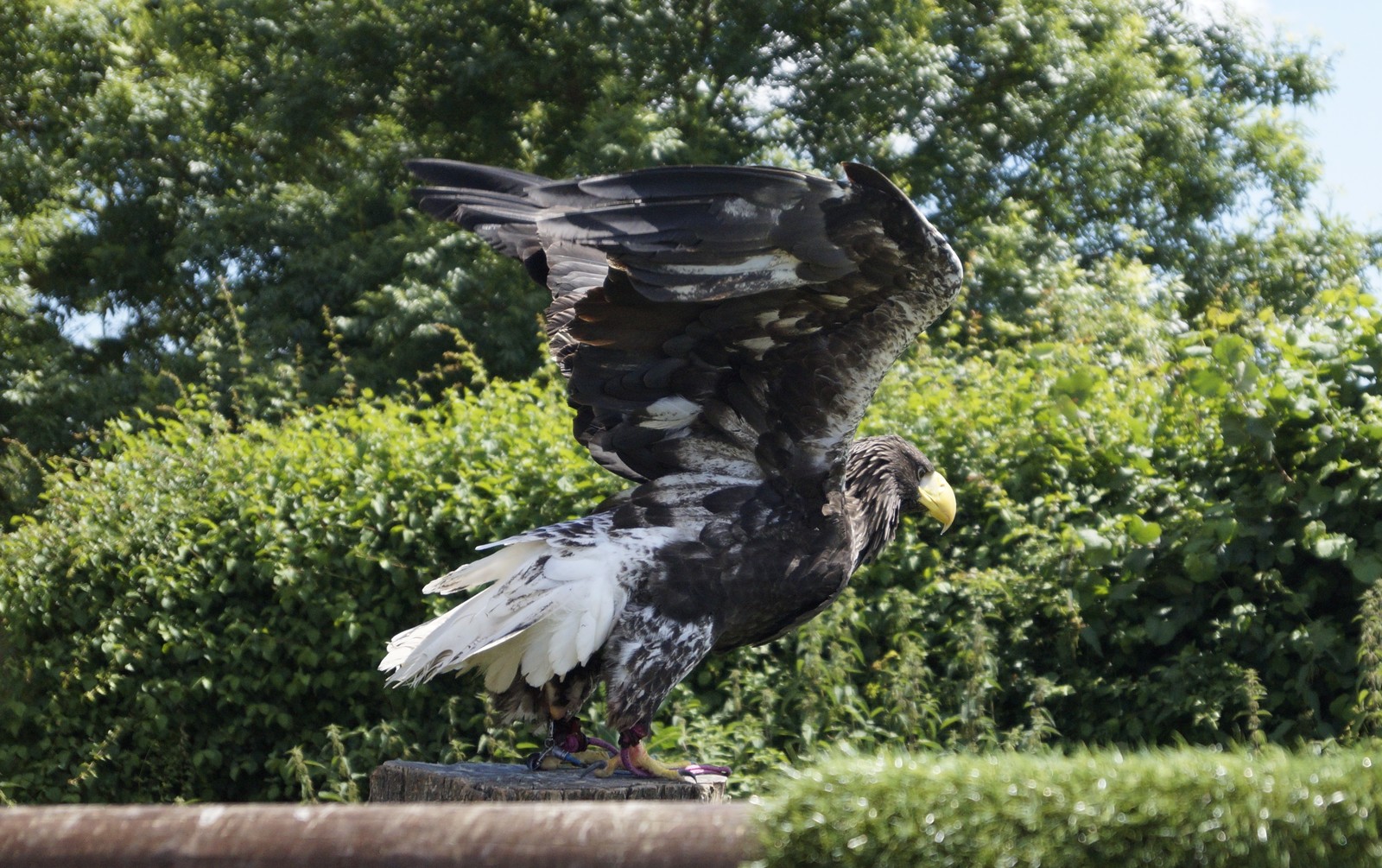 The beauty of birds of prey - My, Eagle, Barn owl, Falcon, Longpost